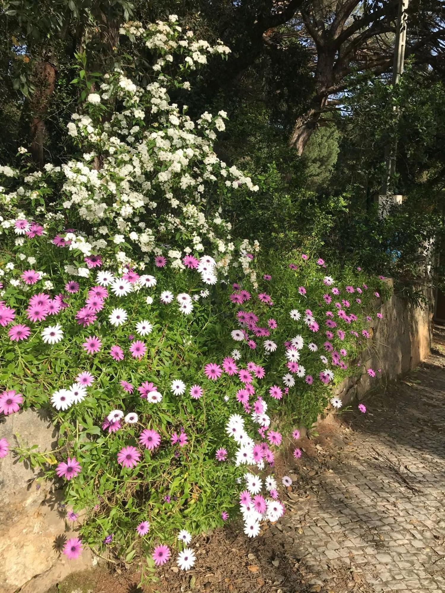 Quinta Dos Canais Setubal Exterior photo